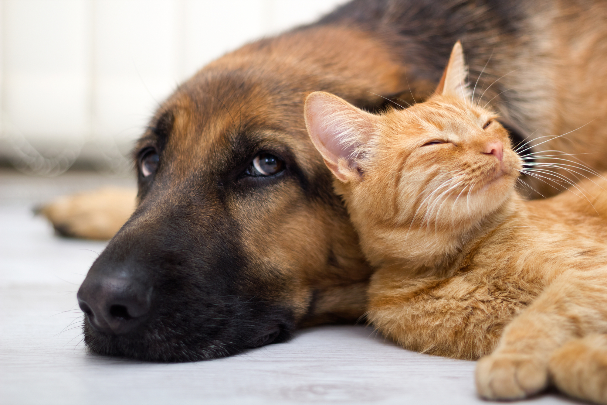 advertorial, implies cats and dogs get along better with CBD