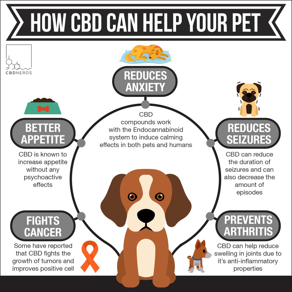 CBD Oil for Pets